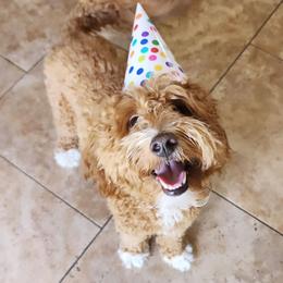 Goldendoodle All Grown Up from Goldendoodle AZ