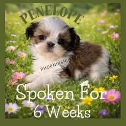 Cadence - Gold and white female Shih Tzu puppy in Hayden, Idaho from Phoenix Shih Tzu