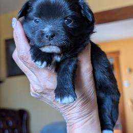 Onyx - Black and white male Chihuahua puppy in Casper, Wyoming from Coffey Chihuahua Café