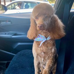 Chanel - Poodle