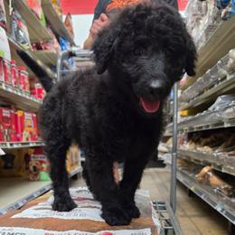 Billie Jean - Blue female Labradoodle puppy in Lansing, North Carolina from Murphy Manor Mountain Doodles