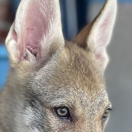 Girl 2 - Czechoslovakian Vlcak puppy in Florida from DireWolf Pack