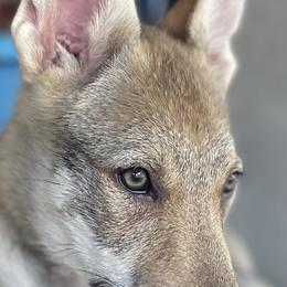 Girl 2 - Czechoslovakian Vlcak puppy in Florida from DireWolf Pack