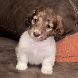 Steve - Brindle male Dachshund puppy in Hornbeck, Louisiana from A&Z Mini Dachshunds