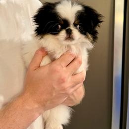 Boy 1 - Black tan and white male Japanese Chin puppy in Little Rock, Arkansas from Montra Japanese Chin & Cavalier King Charles Spaniels