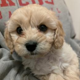 Pink collar girl - Buff female Cockapoo puppy in Middletown, Ohio from Blessed Chaos