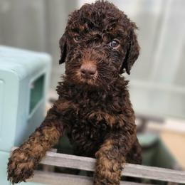 Red Collar Male - Phantom male Poodle puppy in Tehama County, California from Hals Pals K9s