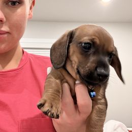 Potato - Sable male Dachshund puppy in Pea Ridge, Arkansas from Cotton Patch Ridge