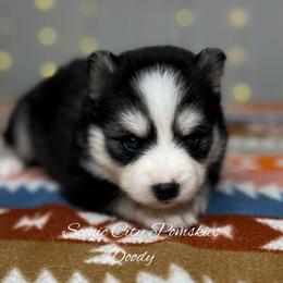 Doody - Black and white male Pomsky puppy in Rossville, Georgia from Scenic City Pomskies