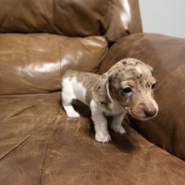 Cooper - Dapple female Dachshund puppy in Mount Airy, North Carolina from Mayberry Dachshunds