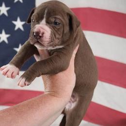 Girl 6 - female Alapaha Blue Blood Bulldog puppy in Grafton, Ohio from Eclipse Alapaha Kennels