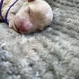 Girl 4 - Cream female Cockapoo puppy in Bedford, Iowa from Our Father’s Doodles