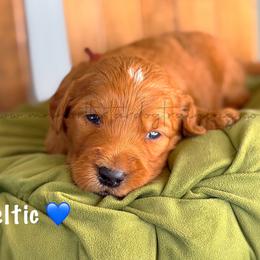 Celtic - Red  male Goldendoodle puppy in Lancaster, Minnesota from North Star Dog Training