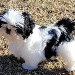 Orea - Shih Tzu