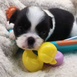 Girl 3 - Black and white female Japanese Chin puppy in Vernon, Connecticut from Chin Babies