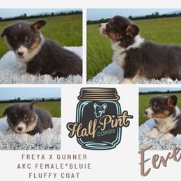 Eevee - Blue female Pembroke Welsh Corgi puppy in Poteau, Oklahoma from Half-Pint Corgis