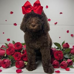 Rita - Chocolate female Goldendoodle puppy in Prosperity, Pennsylvania from Stelladoodles & Company