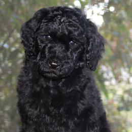 Dachshunds and Poodles from Divine Dachshunds & Divine Poodle Paradise Standard Poodles