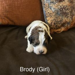 Girl 2 - Black white and tan Springerdoodle puppy in Tempe, Arizona from Springerdoodles Plus AZ