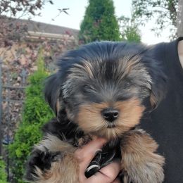 Yorkshire Terrier Puppies from Yorkie Puppies Redwood Ranch Chicago