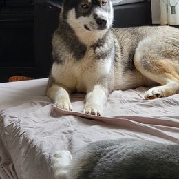 Nala - Siberian Husky