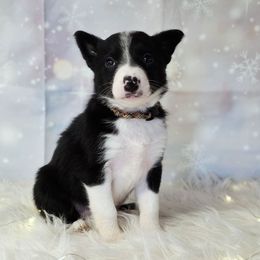 Phyllis - Black and white female Border Collie puppy in Avilla, Indiana from Borderline Kennels