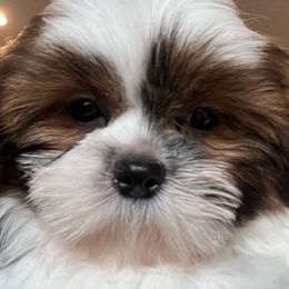 Shih Tzus from Shih Tzu Jewels of Cocoa