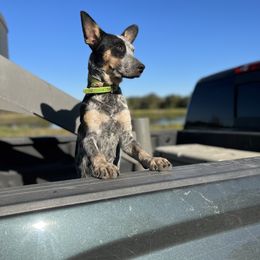 Australian Cattle Dog, Australian Shepherd, Companion Cross, and Miniature Australian Shepherd Puppies from MK Aussies