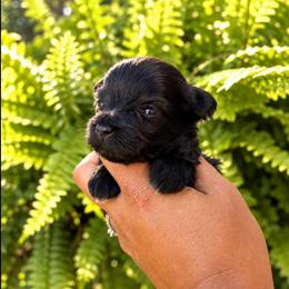 Heath - Black male Miniature Schnauzer puppy in Dorr, Michigan from Enchanted Paws
