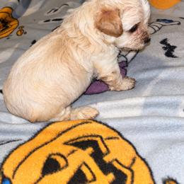 Pooh 2300 - Apricot male Yorkipoo puppy in Gastonia, North Carolina from Banks Dynasty Kennel