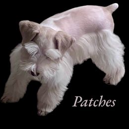 Patches - Miniature Schnauzer