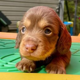 Reeses - Chocolate and tan female Dachshund puppy in High Hill, Missouri from High Hill Hounds
