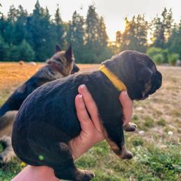 Yellow Sun Joy - Black and tan female German Shepherd puppy in Bonney Lake, Washington from German Shepherds Von Washington