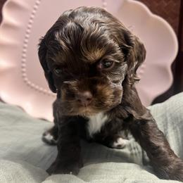 Bear - Brown and tan male Cocker Spaniel puppy in Camp Douglas, Wisconsin from Bluff Country Cockers