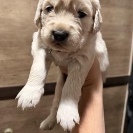 Dark purple female - Light golden female Golden Retriever puppy in New Canton, Virginia from Mount Calm Golden Retrievers