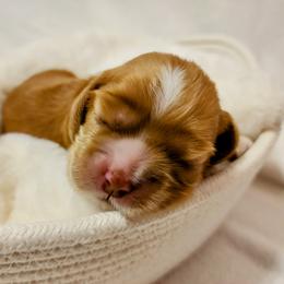 Cocker Spaniel Puppies from Lupine Cocker Spaniels