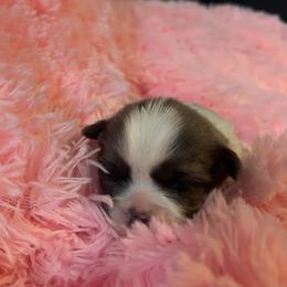 Kenai - Black and white male Shih Tzu puppy in Manquin, Virginia from Koda Bears Cubs