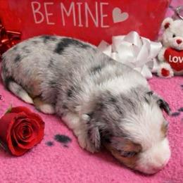 Angelina - Blue merle female Miniature Australian Shepherd puppy in Westwego, Louisiana from Connie's American Eskimo Dogs and Mini Australian Shepherd Dogs