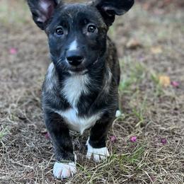 Tahoe - Brindle and white male American Corgi puppy in Hope, Arkansas from Foxy Knoll Farm