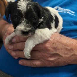 Daisy Mae - Parti female Schnoodle puppy in Huron, Tennessee from Wilma's Paw-Paw Patch