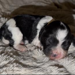 Yellow Collar - Black and white female Cavapoo puppy in Redding, California from Lipscomb Doodles