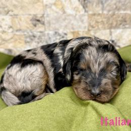 Italian Ice - Merle female Bernedoodle puppy in Midland, Michigan from Northern Charm Farm