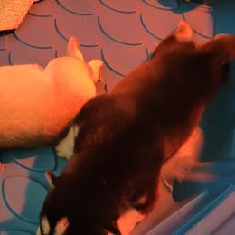 Siberian Husky Puppies from Bradley's Huskies