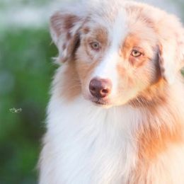 Australian Shepherds from Antebellum Australian Shepherds