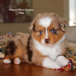 Red Merle Male - Red merle male Toy Australian Shepherd puppy in Chandler, Oklahoma from Parsons Place Aussies