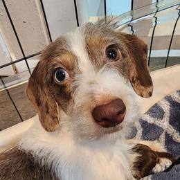 Baily - Dachshund