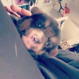 American Corgi Puppies from Highland corgis
