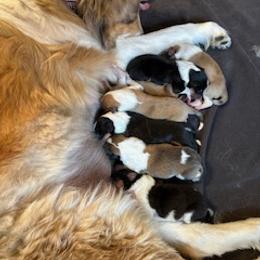 Scottish Collie Puppies from Sundance Scottish-Colleys