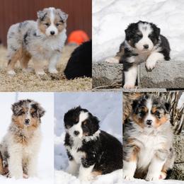 Out West Aussies breeder of Australian Shepherd