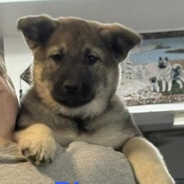 Norwegian Elkhound and Papillon Puppies from Mikanon